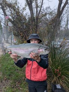 Rainbow Trout