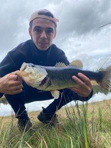 Largemouth Bass