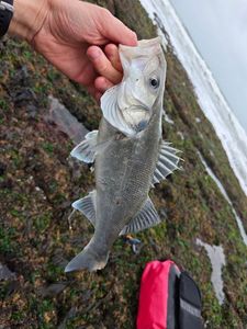European Bass (Seabass)
