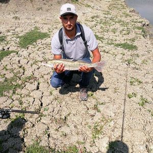 Zander