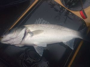 European Bass (Seabass)