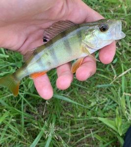 European Perch