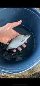 Common Bream