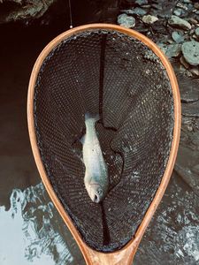 Rainbow Trout