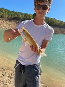 Largemouth Bass