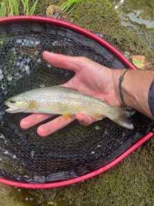 Brown Trout