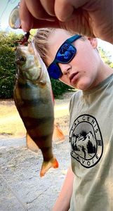 European Perch