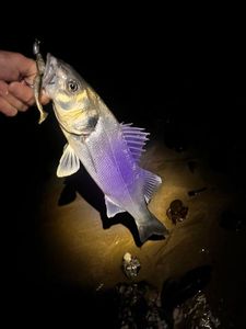European Bass (Seabass)