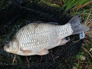 Crucian Carp