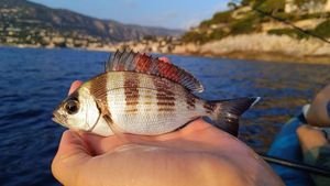 Black Seabream