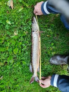 Northern Pike