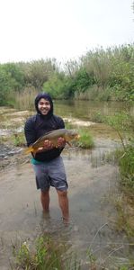 Common Carp