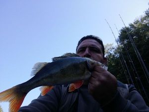 European Perch