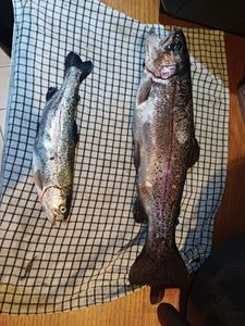 Rainbow Trout