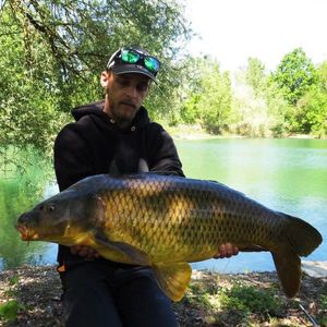 Common Carp