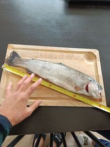 Rainbow Trout