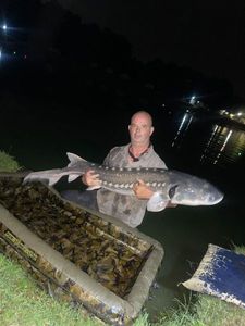 Sturgeon