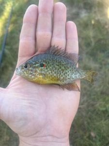 Green Sunfish
