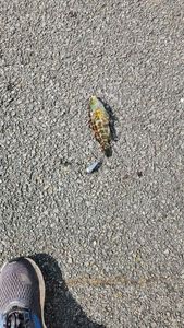 Ballan Wrasse