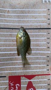 Green Sunfish