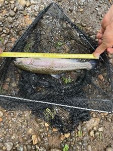 Rainbow Trout