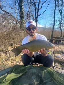 Tench