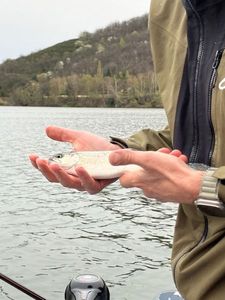 Rainbow Trout