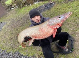 Northern Pike