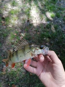 European Perch