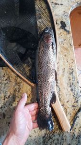 Rainbow Trout