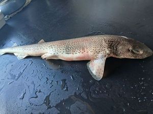 Nursehound