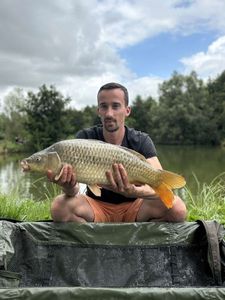 Common Carp