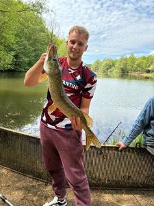 Chain Pickerel