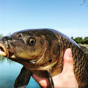 Common Carp
