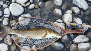 Barbel