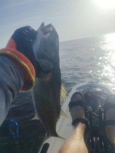 European Bass (Seabass)