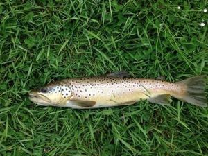 Brown Trout