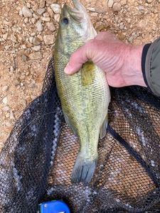 Largemouth Bass