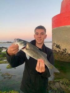 European Bass (Seabass)
