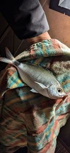 White Seabream