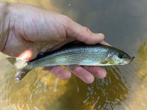 Grayling