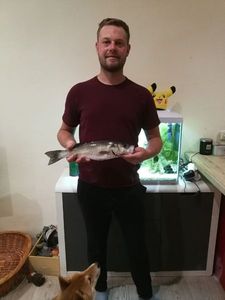 European Bass (Seabass)