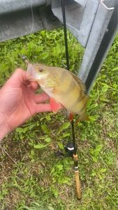 European Perch