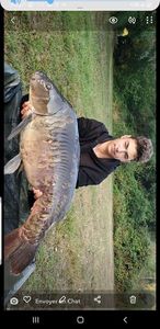 Mirror Carp