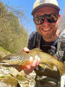 Brown Trout