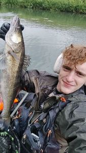 Zander
