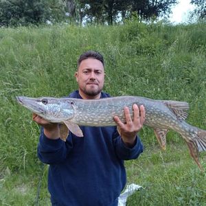 Northern Pike