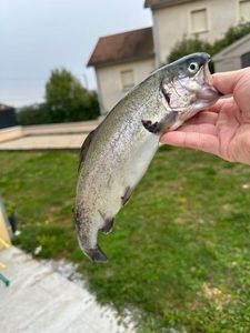 Rainbow Trout