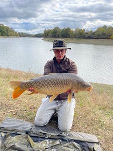 Common Carp