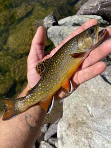 Brook Trout
